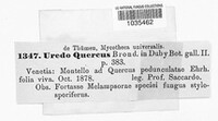 Cronartium quercuum image